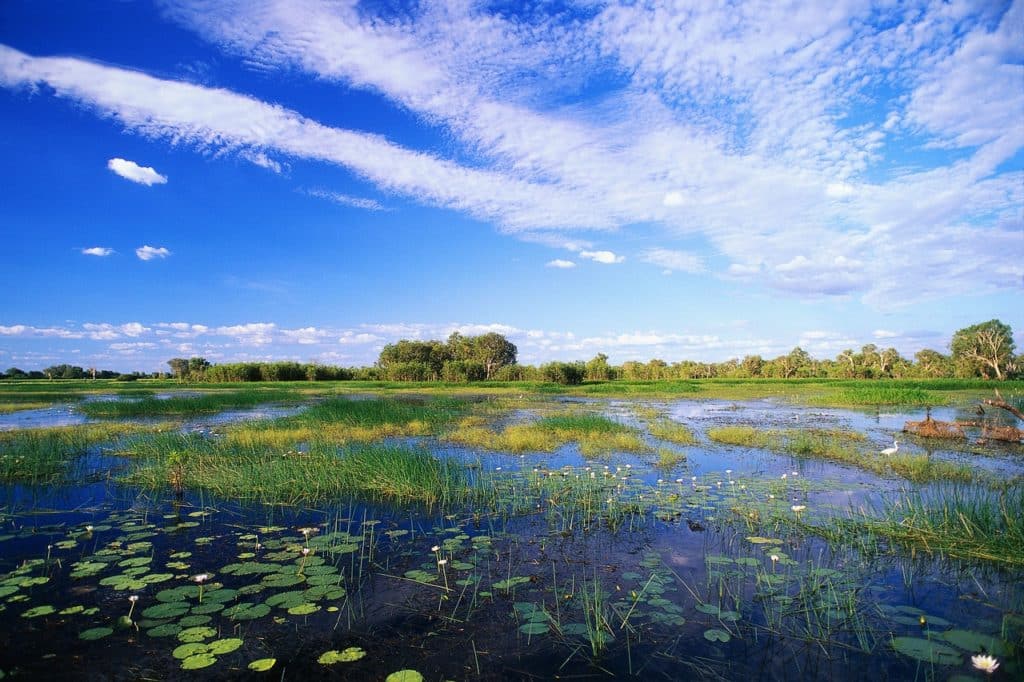 Pond with lily pads