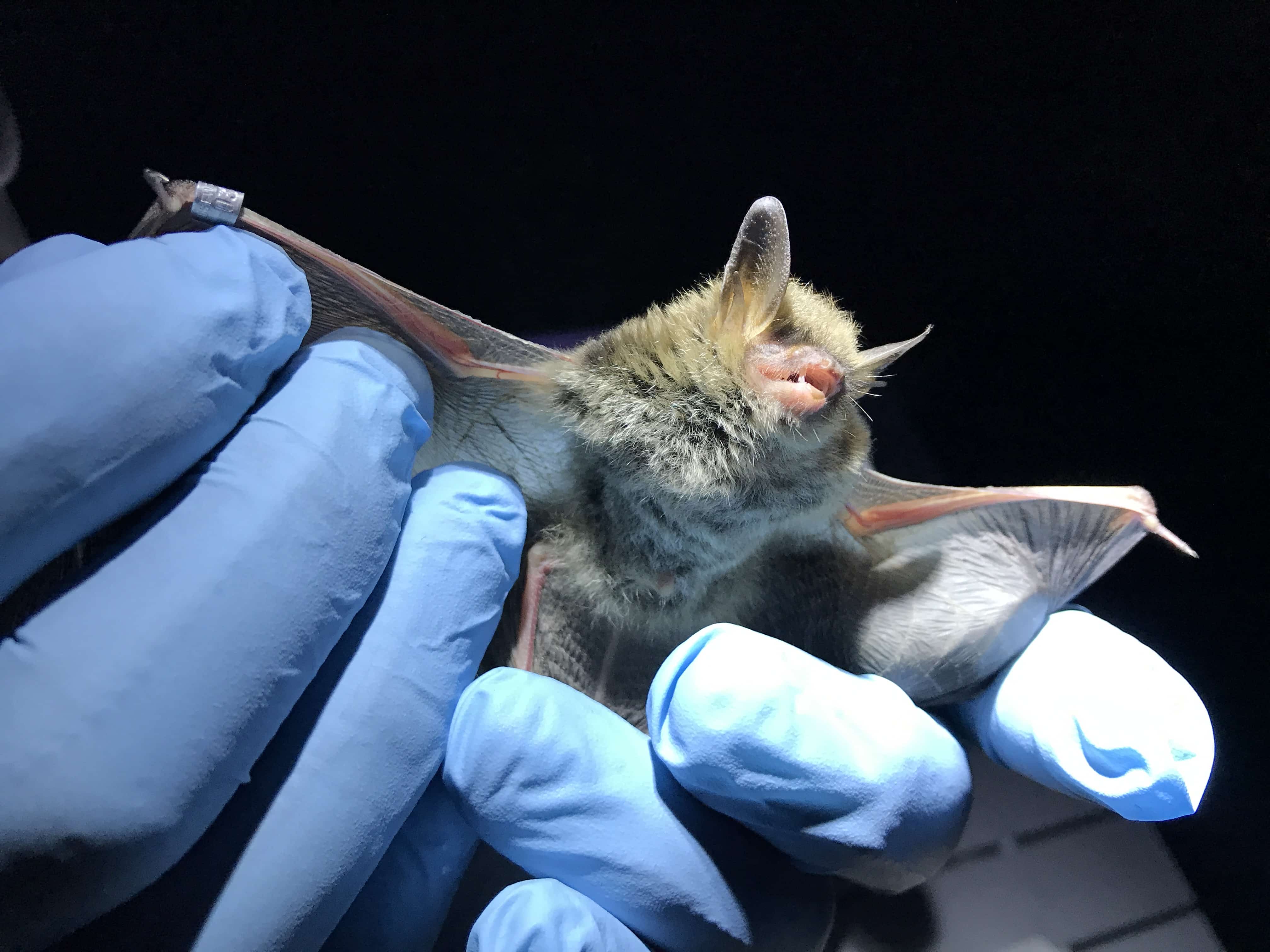 Northern Long Eared Bat Photo