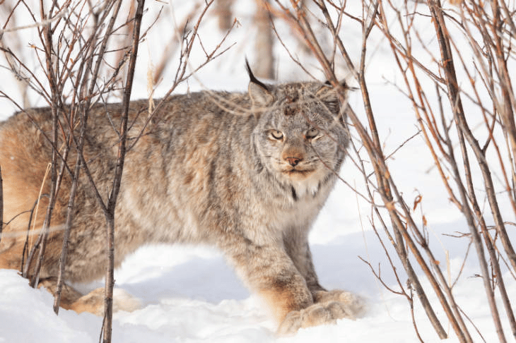 Canada lynx in the snow