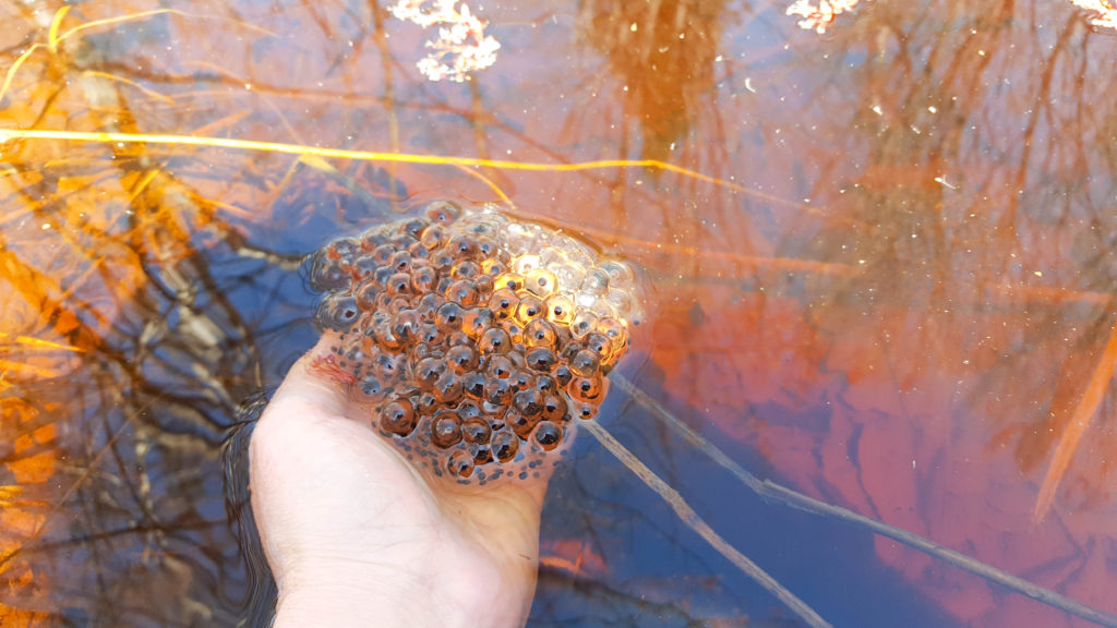hand holding eggs over water