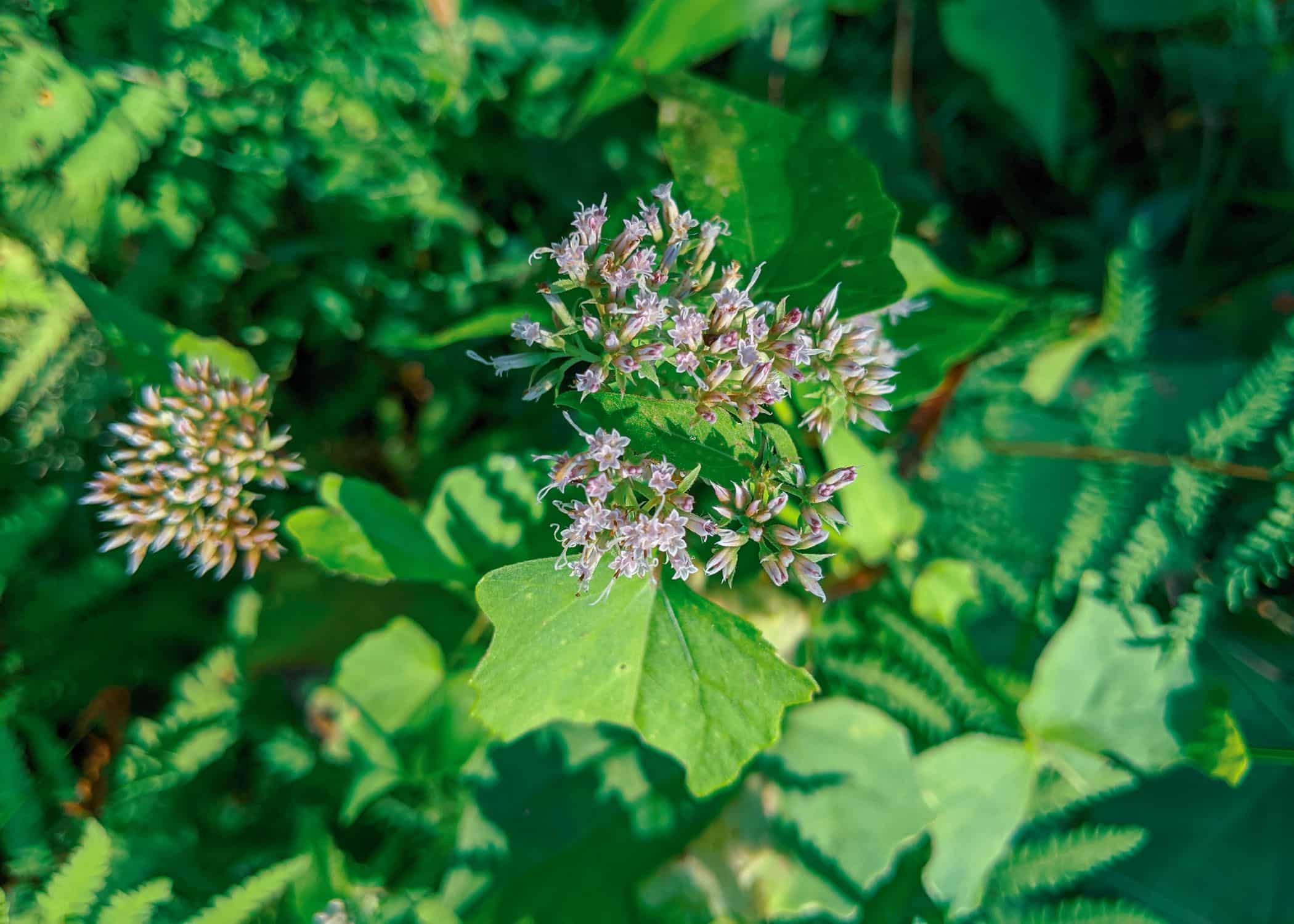 Closeup of Hempvine Flowers