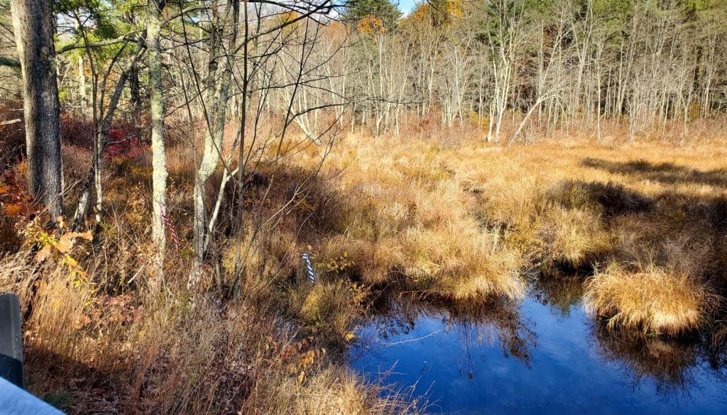 Spring Road Wetlands
